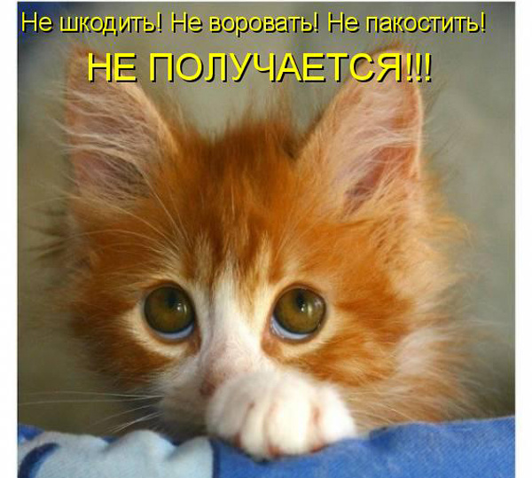 ТОП лучших котоматриц