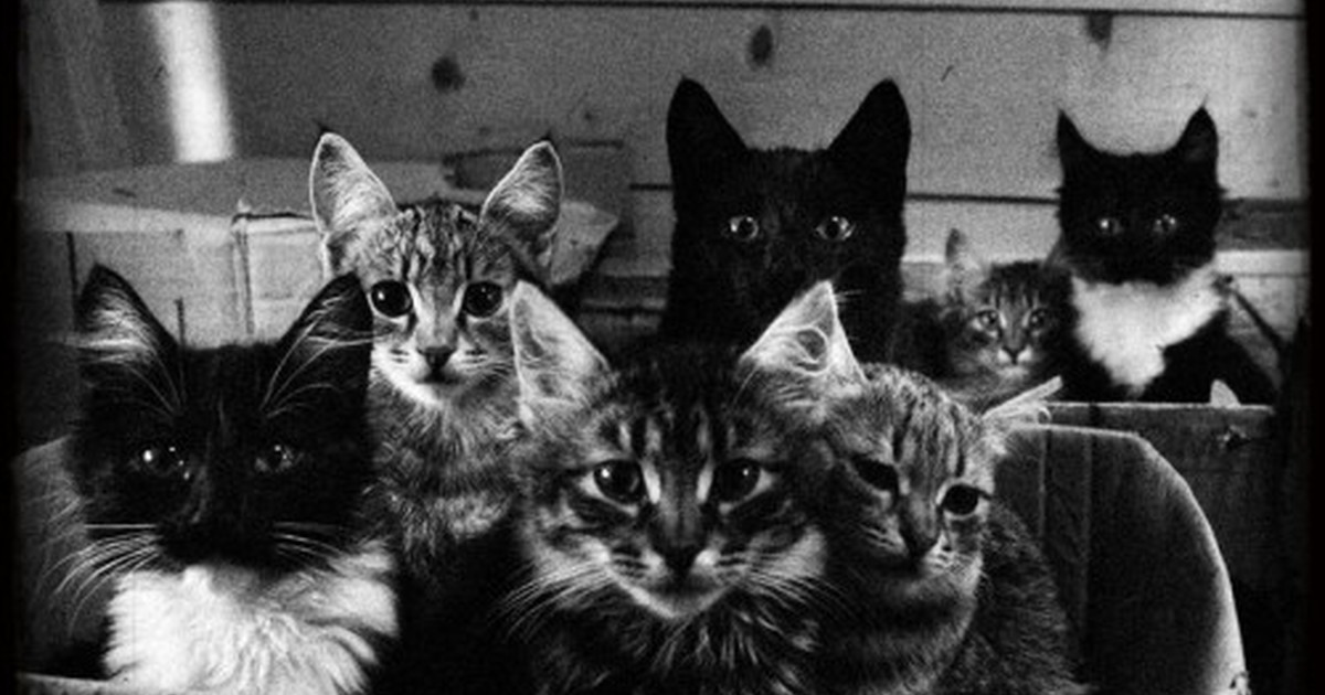 Картинка cat net. Много кошек. Толпа котов. Много котиков. Куча котов.