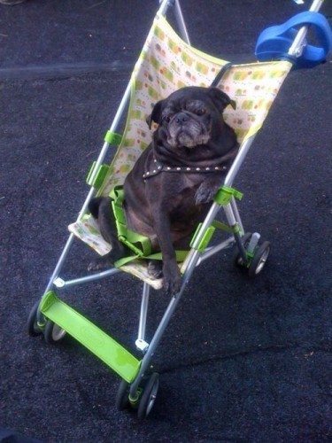 Ржачные собаки