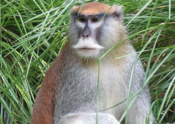 Милые усатики