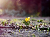 Пробуждение природы HD