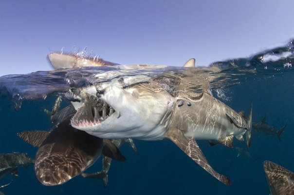 На грани двух миров
