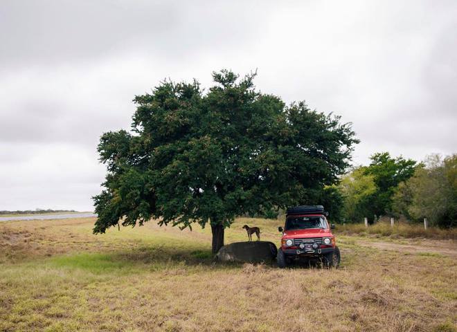 Невероятные приключения собаки-путешественницы Мэдди по Америке
