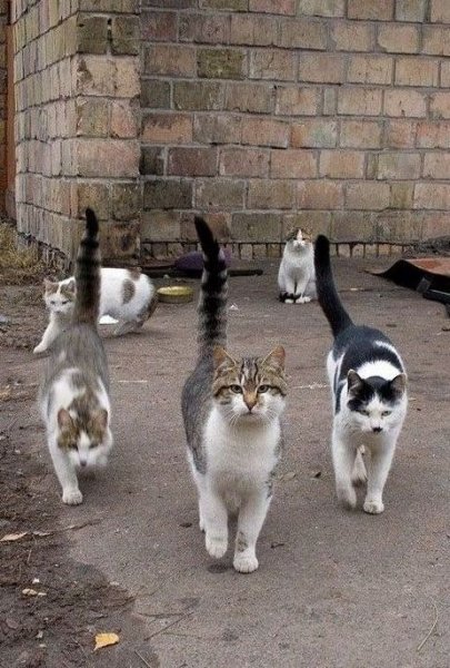 Реальные быдло - коты)