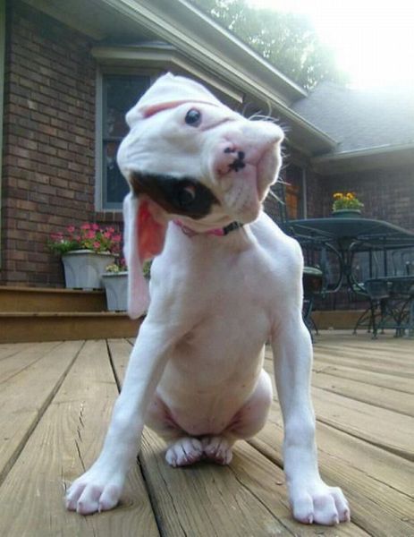 Няшные барбосы