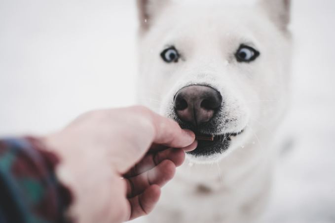 Чим точно не варто годувати собаку?