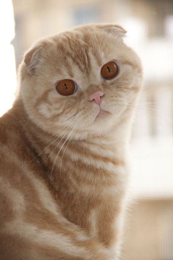 Найсмішніші коти: фото породи шотландська висловуха