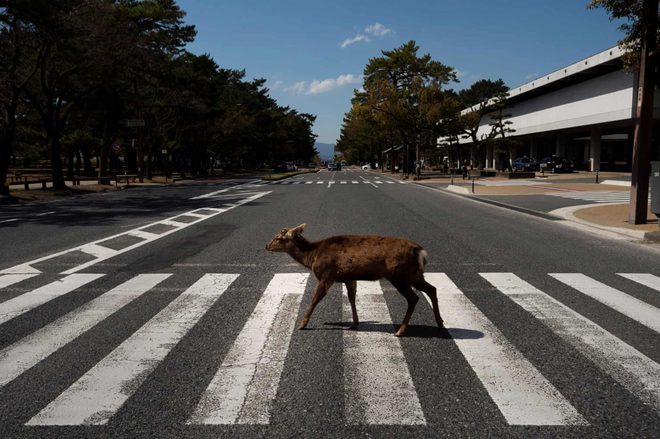 дикие животные на улицах городов
