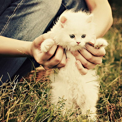 Топ няшных животных