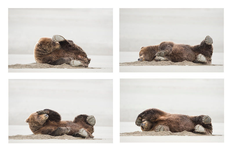 смішні фото тварин