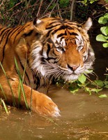 Гороскоп допомагає збагнути чоловіків