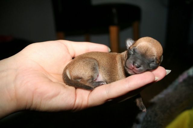 Топ няшных щеночков