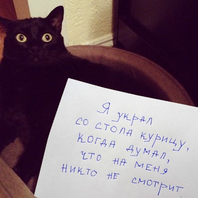 Чистосердечное призанание от котов-пакостников