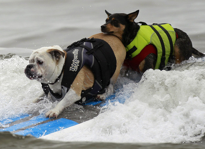 собаки серфінгісти