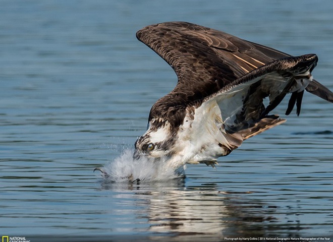 National Geographic опубликовал снимки природы для конкурса The Nature Photographer of The Year