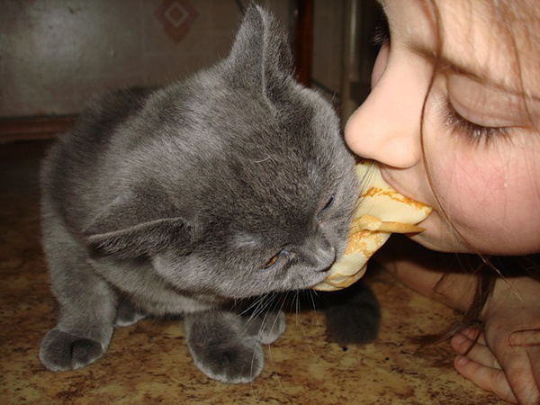 Котики и блинчики