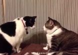 Лучшие приколы за неделю