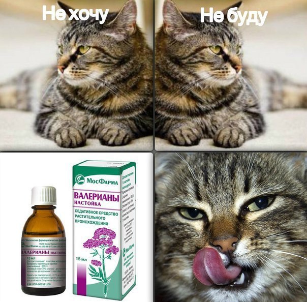 НЕ хочу! НЕ буду!