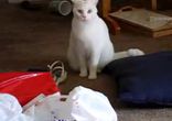 Аццкий коте
