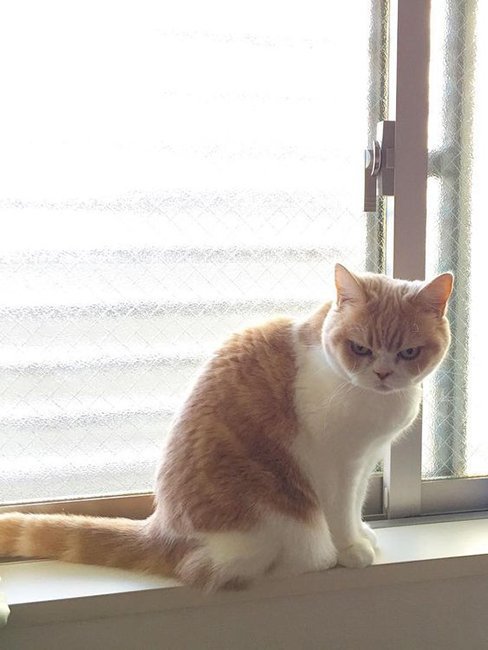 Новая звезда. Самый хмурый на земле - японский кот Коюки