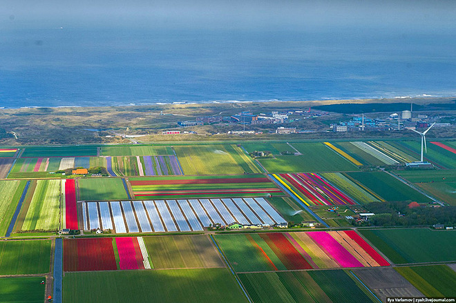 Полет над цветущими голландскими полями