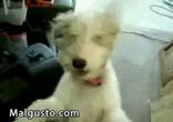 Милый пёс)))    