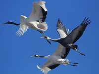 Всемирный день журавля!