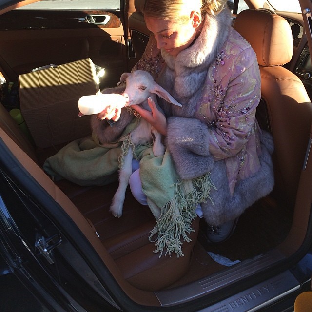 Анастасия Волочкова и козел