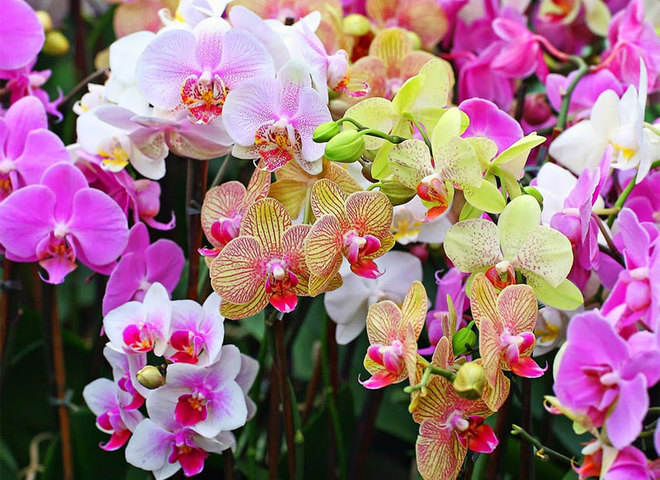 Как ухаживать за орхидеей