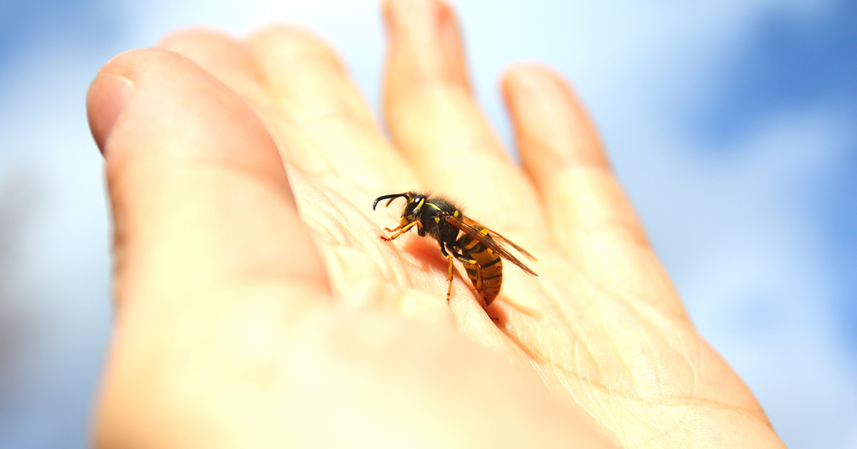 Укусы пчел: насколько опасны и что стоит делать в первую очередь?