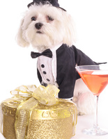 собаки в костюмах