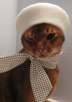 Котики идут на свидание