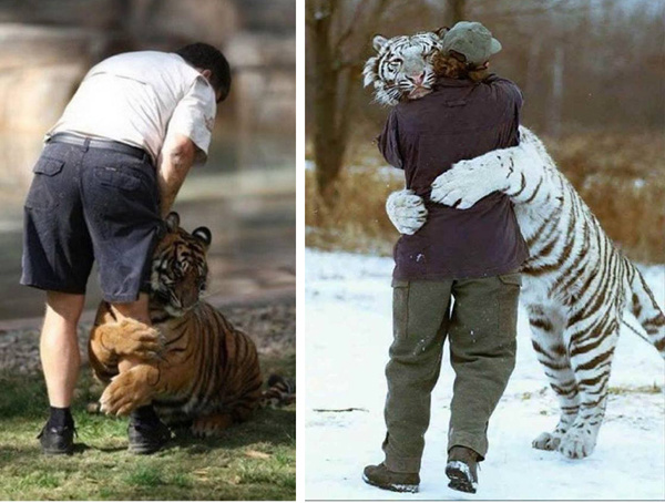 Животные тоже умеют любить