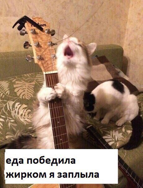 Грустная песня в исполнении кота