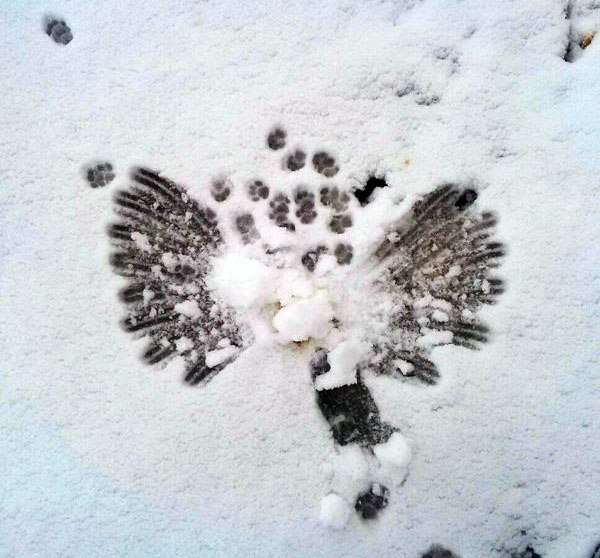 Котики тоже делают ангелов на снегу
