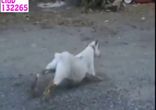 Козлик залип!