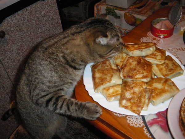 Котики и блинчики