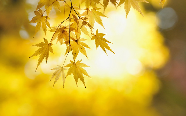 Золотые листья