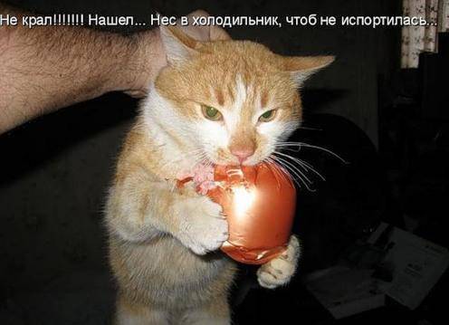 Классные котоматрицы