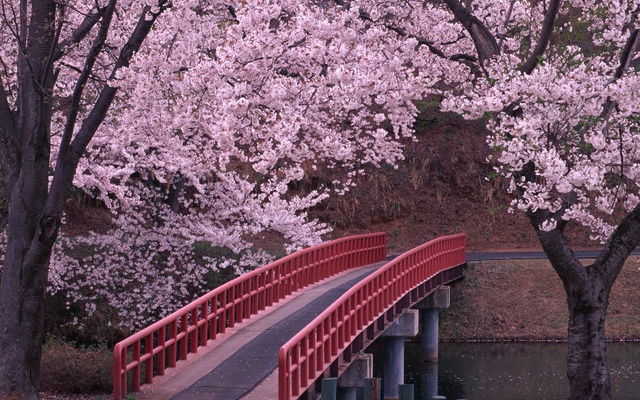 Цветущее дерево и мост
