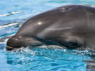 Дельфіни оселяться у Києві