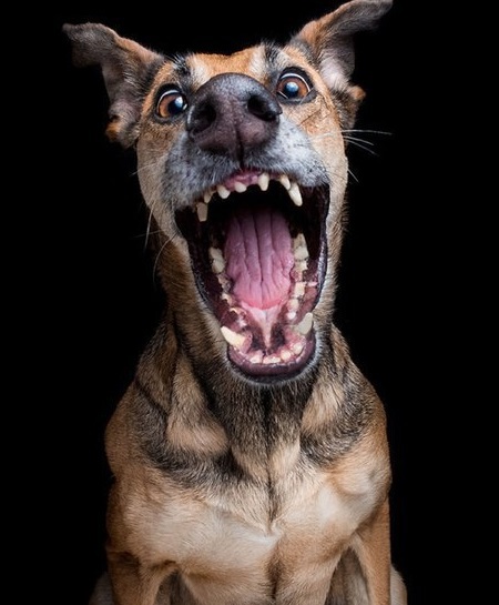 Непідробні емоції: найекспресивніші собаки (фотопроект)