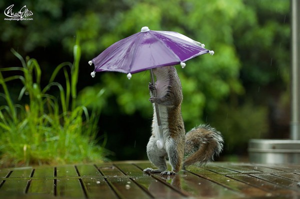 Милая фотосессия "Белка с зонтиком"