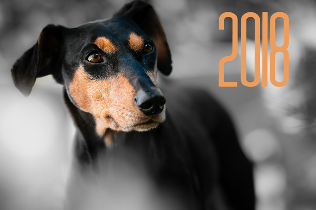 Открытки к Новому году собаки 2018