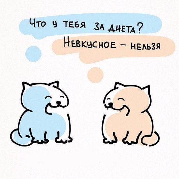 Типичные будни котов