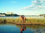 Олівер
