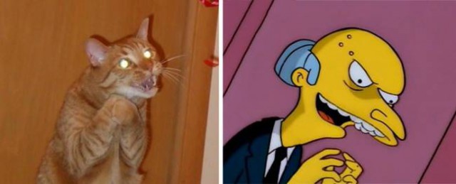 Забавные сходства котов