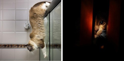 Кошки - лучшее украшение Вашего дома