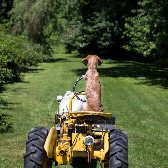 Невероятные приключения собаки-путешественницы Мэдди по Америке
