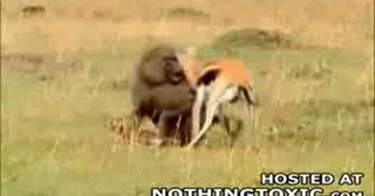 Baboon Eats Baby Gazelle Alive